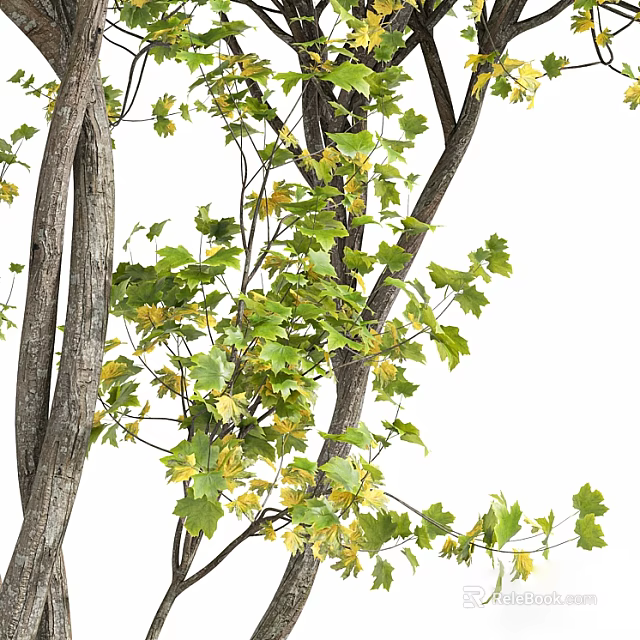 Tall Deciduous Arbor Featuring Thick Trunks Green And Yellow Leaves On Branches 3d model 