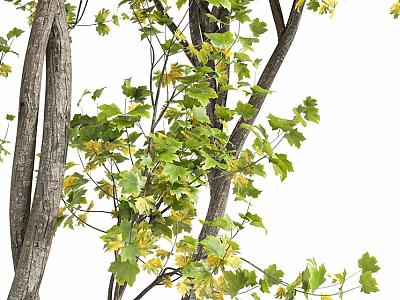 Tall Deciduous Arbor Featuring Thick Trunks Green And Yellow Leaves On Branches 3d model