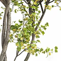 Tall Deciduous Arbor Featuring Thick Trunks Green And Yellow Leaves On Branches