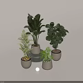 Tropical and Palm Leafy Indoor Plants in Modern Ceramic Planters with Concrete Stand