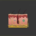 3D Skin Structure Model Showing Layers Hair Follicles And Blood Vessels