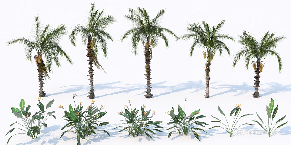 Palm Trees With Tall Trunks Green Fronds And Lush Tropical Plants 3d model 
