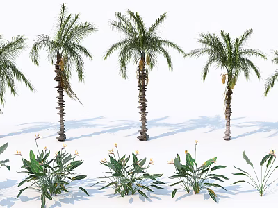 Palm Trees With Tall Trunks Green Fronds And Lush Tropical Plants 3d model