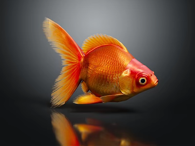 Vibrant Orange Red Goldfish With Flowing Tail Swimming On Black Background With Reflection 3d model