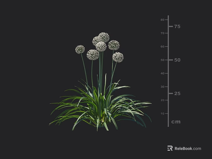 Green Long Leaves With White Spherical Flowers Growing Up To 75 Cm Height 3d model 