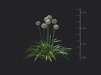 Green Long Leaves With White Spherical Flowers Growing Up To 75 Cm Height 3d model