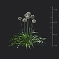 Green Long Leaves With White Spherical Flowers Growing Up To 75 Cm Height