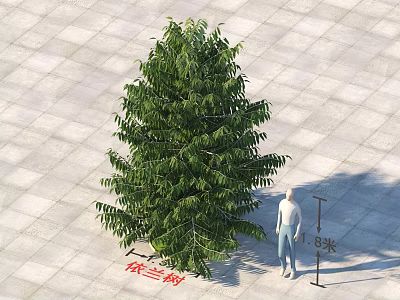 Ylang Ylang Tree with Human Figure for Scale 1.85 Meters Height on Square Tile Floor 3d model