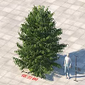 Ylang Ylang Tree with Human Figure for Scale 1.85 Meters Height on Square Tile Floor