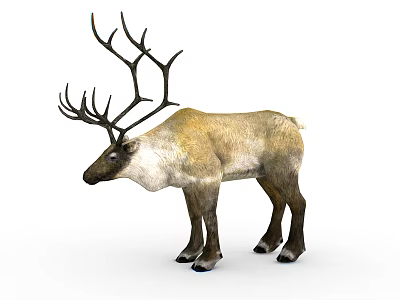 Reindeer With Large Antlers And Brown White Coat Standing On White Background 3d model