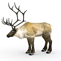 Reindeer With Large Antlers And Brown White Coat Standing On White Background
