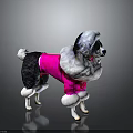 Poodle Dog Wearing Pink Outfit With White Furry Trim Against Gray Background