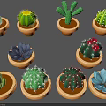 Various Cacti and Succulent Plants in Brown Ceramic Pots with Different Shapes and Colors