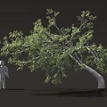 Leaning Tree With Green Leaves And Gray Human Silhouette Under Its Branches