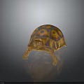 Brown Orange Patterned Tortoise with Detailed Textured Shell Standing on Smooth Surface 3d model