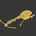 Red Beetle With Long Snout And Metallic Body On Dark Background