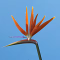 Strelitzia Flower With Orange Petals Purple Center And Green Stem Against Blue Sky