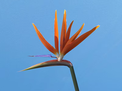 Strelitzia Flower With Orange Petals Purple Center And Green Stem Against Blue Sky 3d model