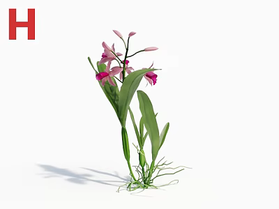 Pink Flowering Orchid Plant With Green Leaves And Fibrous Roots On White Background 3d model