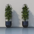 Potted Green Bamboo Plants In Black Metal Planters Against White Wall And Gray Reflective Floor