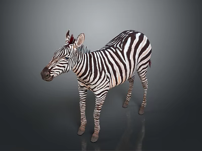 3D Rendered Zebra With Black And White Stripes Standing On Gray Background 3d model