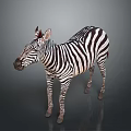 3D Rendered Zebra With Black And White Stripes Standing On Gray Background