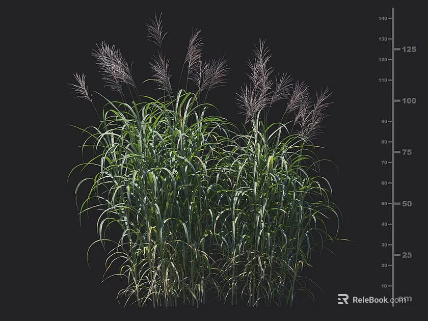 Tall Ornamental Grasses With Slender Green Leaves And Purple Plumes For Garden Decoration 3d model 