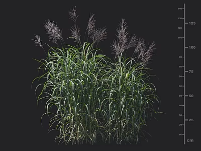 Tall Ornamental Grasses With Slender Green Leaves And Purple Plumes For Garden Decoration 3d model