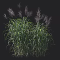 Tall Ornamental Grasses With Slender Green Leaves And Purple Plumes For Garden Decoration