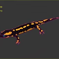 Black and Yellow Spotted Reptile on Smooth Reflective Surface Close Up View