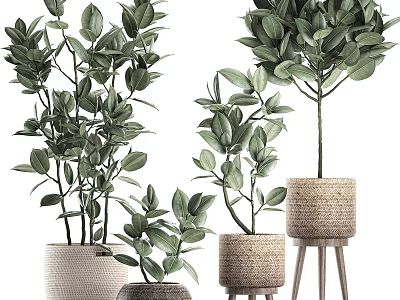 Bonsai Potted Plants Green Leafy Plants in Woven Planters with Wooden Stand Various Sizes 3d model