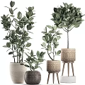 Bonsai Potted Plants Green Leafy Plants in Woven Planters with Wooden Stand Various Sizes