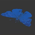 Vibrant Red Black White Butterfly with Spread Wings on Gray Background