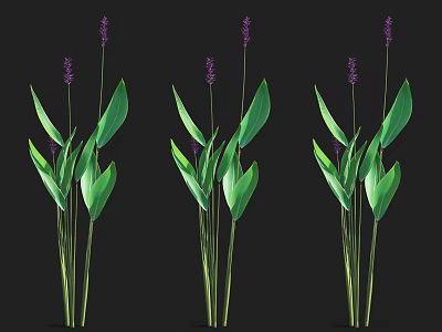 Aquatic Plants With Vibrant Green Leaves And Purple Flower Spikes On Black Background 3d model