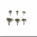 Collection of Six Green Trees With Varied Foliage And Trunk Structures