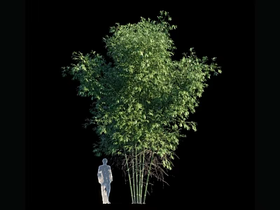 Tall Bamboo Plant With Lush Green Leaves And Human Figure For Scale 3d model