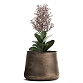 Bonsai Potted Plants In Metal Pots With Pink Small Flowers And Green Leaves