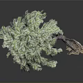 Realistic 3D Decorative Tree With Curved Trunk Textured Roots And Lush Green Foliage
