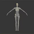Medical Device 3D Human Anatomical Model with Skeleton and Muscle Structure for Medical Education