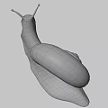 Detailed Snail Close Up With Brown Shell And Extended Antennae On Gray Background