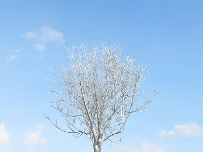 Bare Solitary Tree Standing Against Clear Blue Sky With White Clouds 3d model