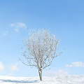 Bare Solitary Tree Standing Against Clear Blue Sky With White Clouds