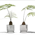 Fern Bonsai Potted Plants in White Ribbed Pots Against White Wall and Wooden Floor