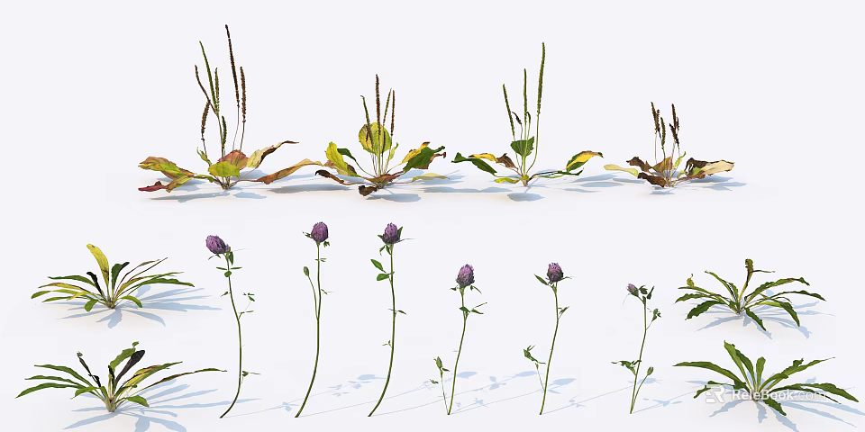 Various Garden Flowers And Plants With Purple Blooms And Green Leaves 3d model 