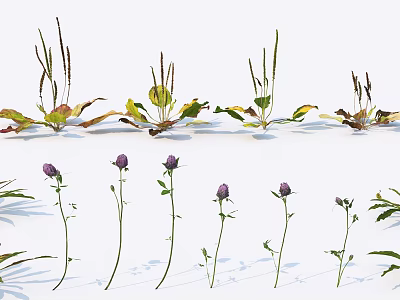Various Garden Flowers And Plants With Purple Blooms And Green Leaves 3d model