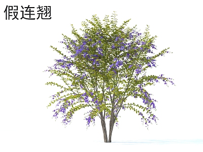 Forsythia suspensa Flowers and Shrubs Plants model