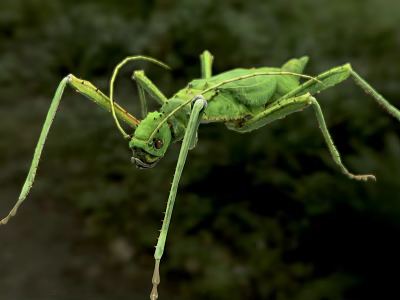 Green Reptile With Slender Body And Long Limbs In Lush Natural Vegetation 3d model