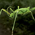 expansive heteropterous bird insect mantis 3d model