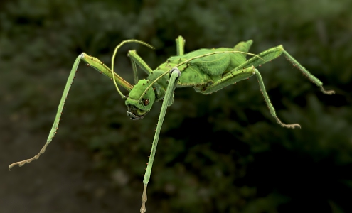 expansive heteropterous bird insect mantis 3d model