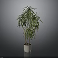 Decorative Green Plant With Long Slender Leaves And Yellow Stripes In White Pot